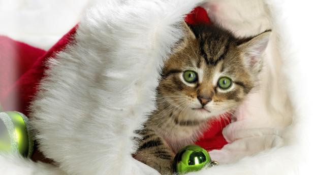 new year, christmas, kitten Wallpaper 1280x720 Resolution