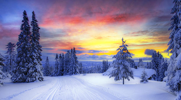 norway, winter, forest Wallpaper 640x960 Resolution