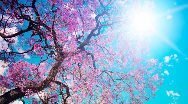 o-hanami, blossom festival and to enjoy the cherry blossoms, japan Wallpaper