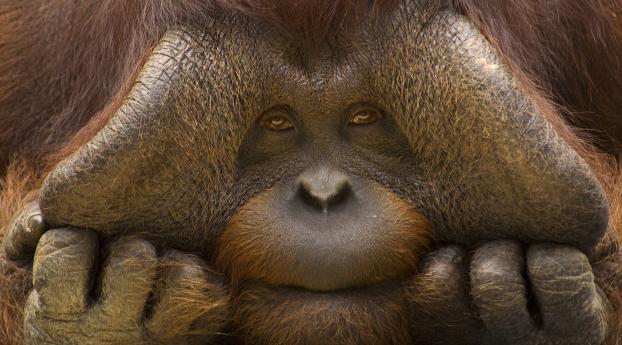 orangutan, monkey, face Wallpaper
