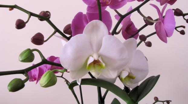 orchid, flower, branch Wallpaper 2840x2060 Resolution