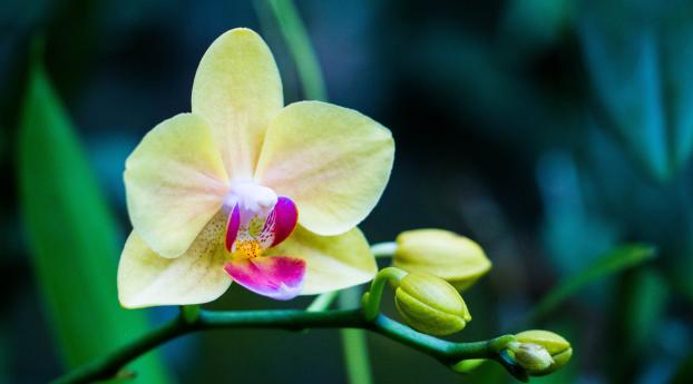 orchid, flower, bud Wallpaper 1600x600 Resolution