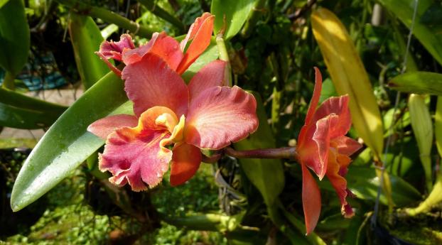 orchid, flower, garden Wallpaper