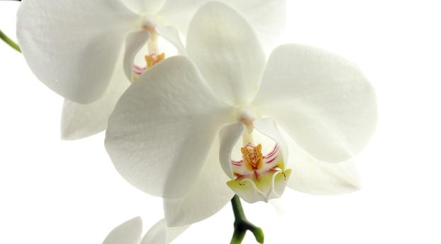 orchid, flower, petals Wallpaper 2560x1440 Resolution