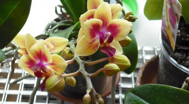 orchid, flower, pot Wallpaper 2560x1024 Resolution