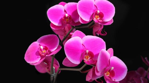 orchid, flower, stem Wallpaper 360x640 Resolution