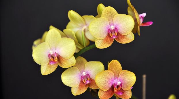 orchid, flower, twig Wallpaper 1152x864 Resolution