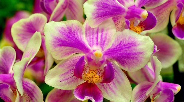 orchid, flower, two-color Wallpaper 640x960 Resolution