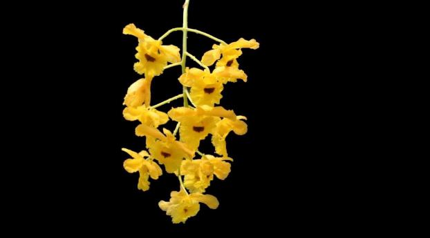 orchid, flower, yellow Wallpaper 768x1280 Resolution