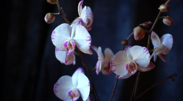 orchid, flowers, branches Wallpaper 2240x1400 Resolution