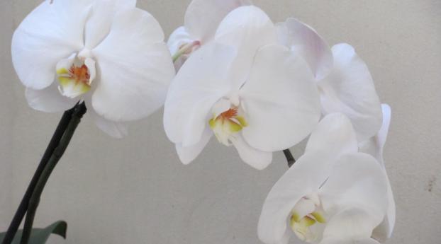 orchids, branch, flower Wallpaper