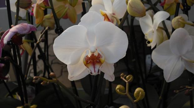 orchids, branches, flowers Wallpaper 1080x2520 Resolution