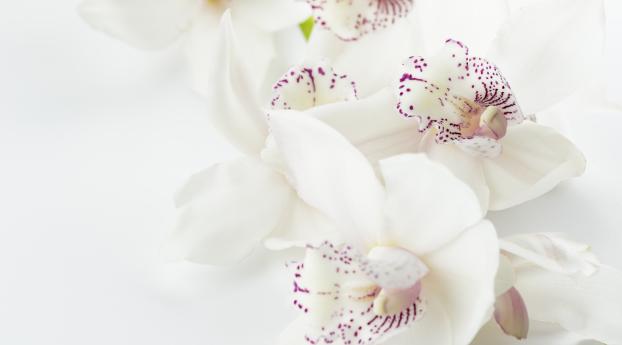 orchids, flowers, buds Wallpaper 3840x1600 Resolution