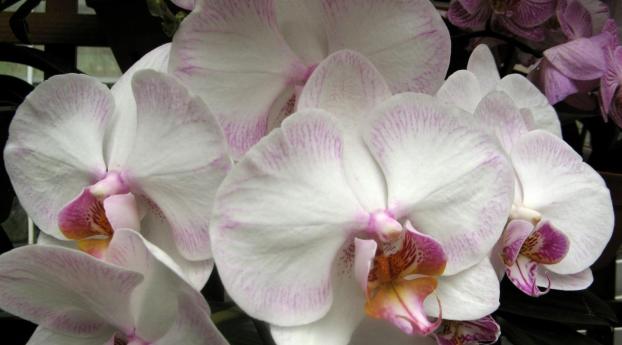 orchids, flowers, close-up Wallpaper 1280x2120 Resolution