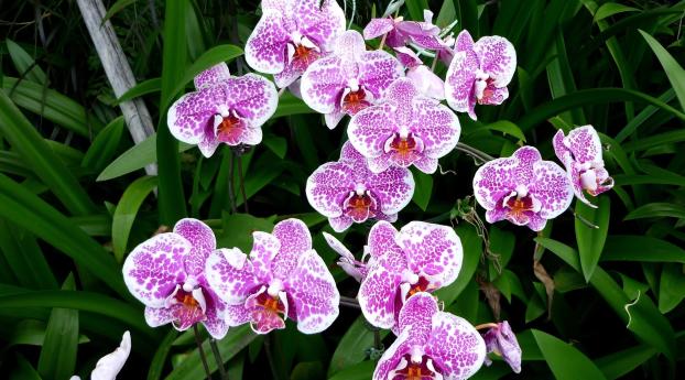 orchids, flowers, pink Wallpaper