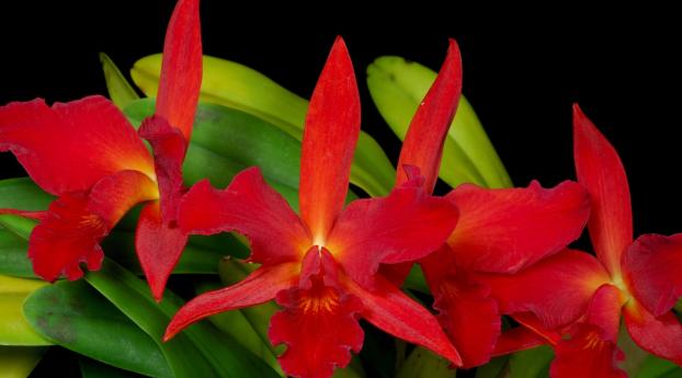 orchids, flowers, red Wallpaper 1366x768 Resolution