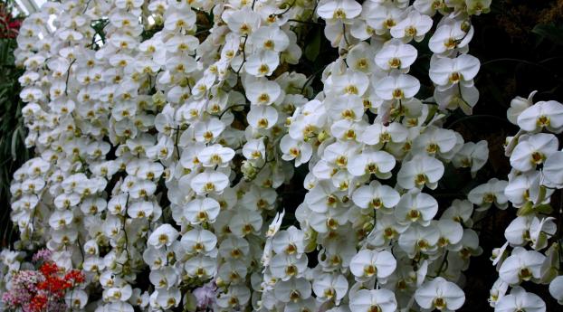 orchids, flowers, snow-white Wallpaper 3215x1809 Resolution