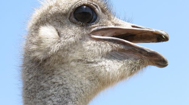 ostrich, bird, beak Wallpaper 1080x2282 Resolution