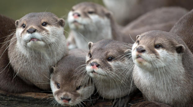 otters, animals, family Wallpaper