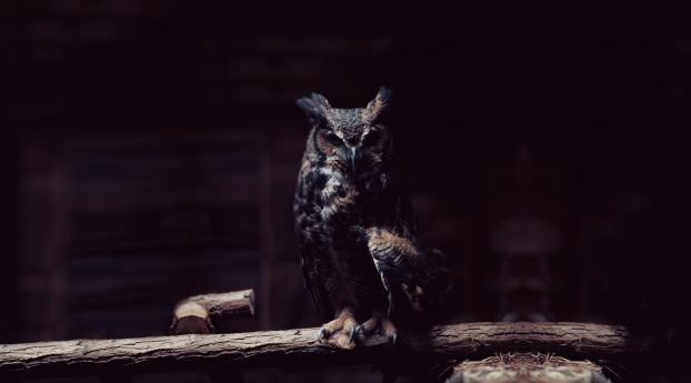 owl, branch, sit Wallpaper 720x1440 Resolution