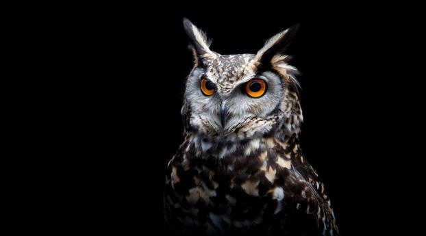 Owl Dark Background Wallpaper 1080x2340 Resolution