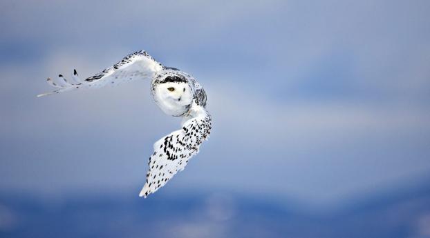 owl, flying, bird Wallpaper