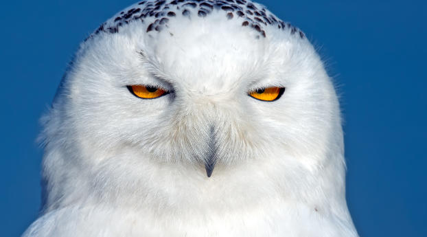 owl, snowy owl, bird Wallpaper 1350x689 Resolution