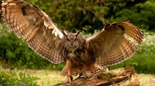 owl, wings, flapping Wallpaper 1600x900 Resolution