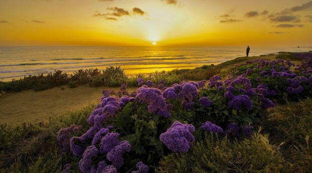 pacific ocean, california, sunset Wallpaper 640x960 Resolution