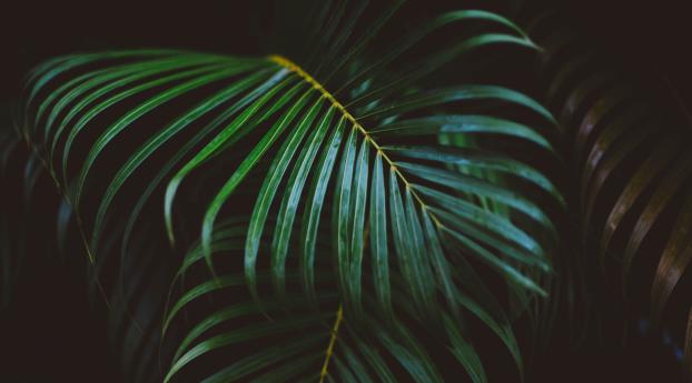 palm frond, frond, branch Wallpaper 1440x2960 Resolution