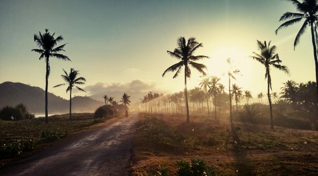 palm, road, sunset Wallpaper 480x854 Resolution