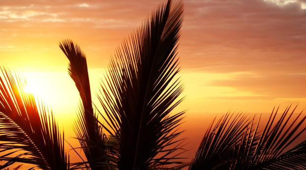 palm tree, branch, sunset Wallpaper