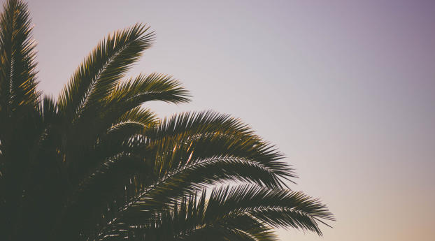 palm tree, branches, sky Wallpaper 1440x2560 Resolution