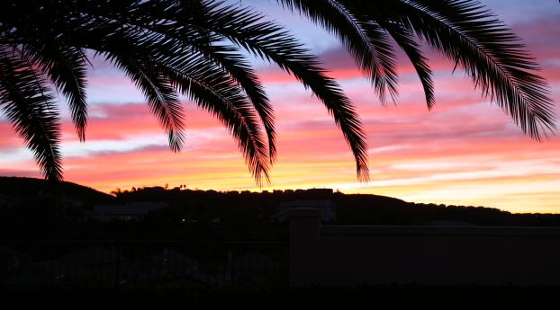 palm tree, sky, sunset Wallpaper 2560x1440 Resolution
