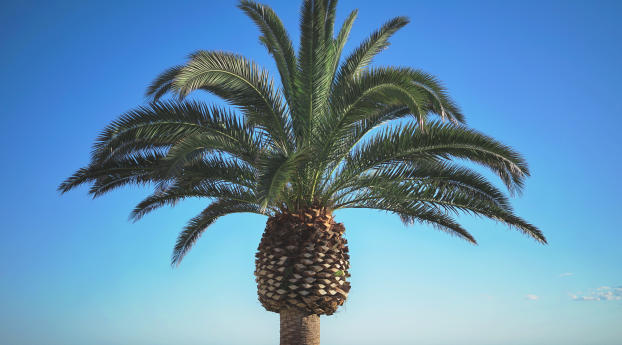 palm, tree, summer Wallpaper 1366x768 Resolution