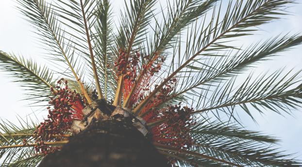 palm tree, view from below, tropical Wallpaper 1280x800 Resolution