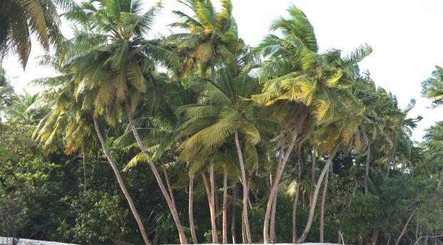 palm, trees, beach Wallpaper 2880x1800 Resolution