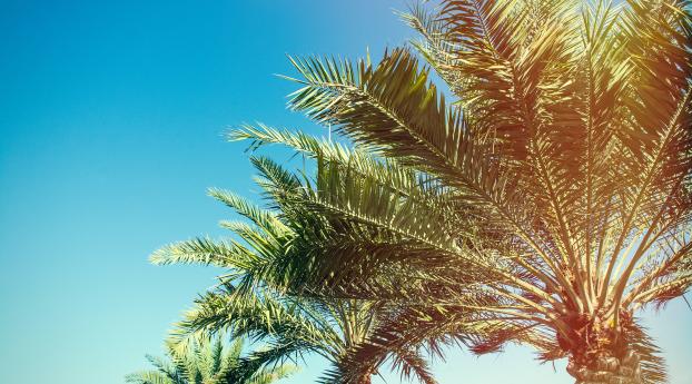 palm, trees, branches Wallpaper