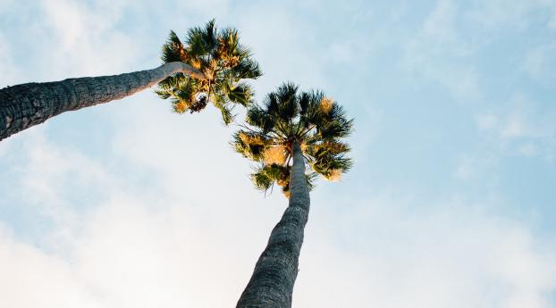 palm trees, sky, clouds Wallpaper 2560x1080 Resolution