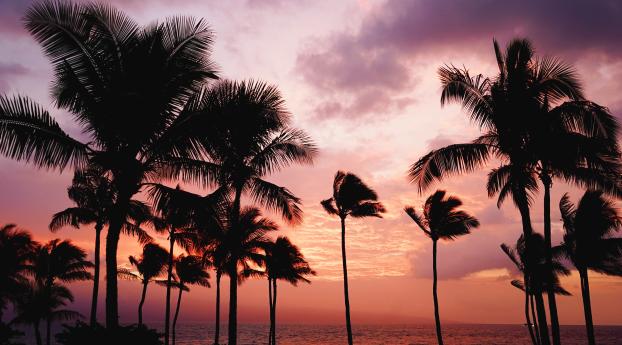 palm trees, sunset, sea Wallpaper 5120x2880 Resolution