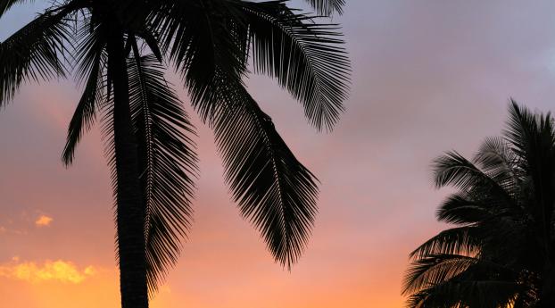 palms, sunset, branches Wallpaper 3840x2400 Resolution