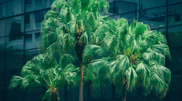 palms, trees, foliage Wallpaper