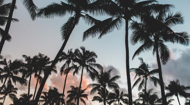 palms, tropics, trees Wallpaper 3840x2400 Resolution