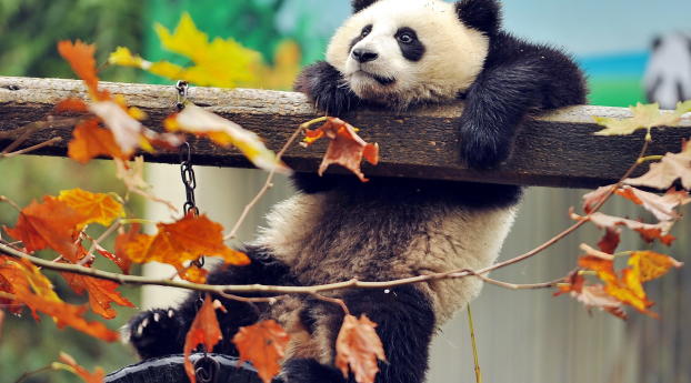 panda, bear, branch Wallpaper