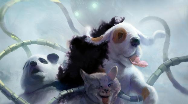 panda, cat, dog Wallpaper 640x1136 Resolution