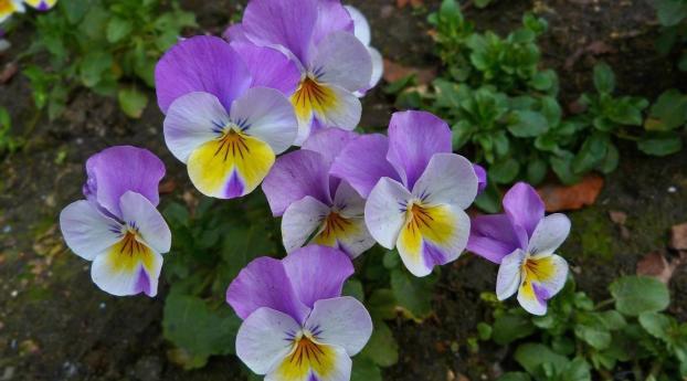 pansies, flowers, flowerbed Wallpaper 2560x1024 Resolution