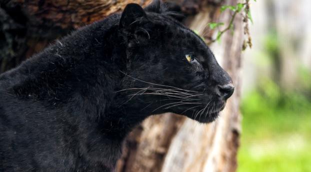 panther, profile, predator Wallpaper