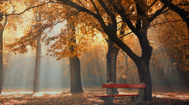 park, autumn, foliage Wallpaper 1080x2280 Resolution
