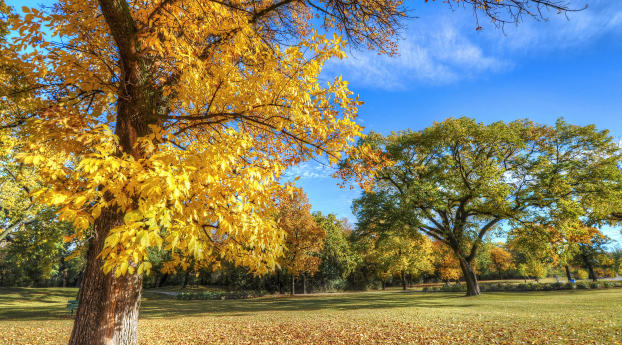 park, autumn, trees Wallpaper 2560x1700 Resolution