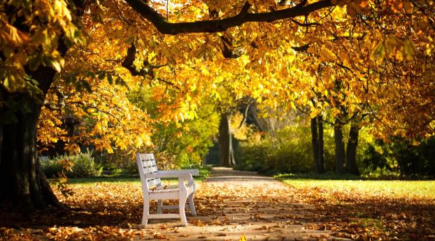 park, bench, foliage Wallpaper 1080x2160 Resolution